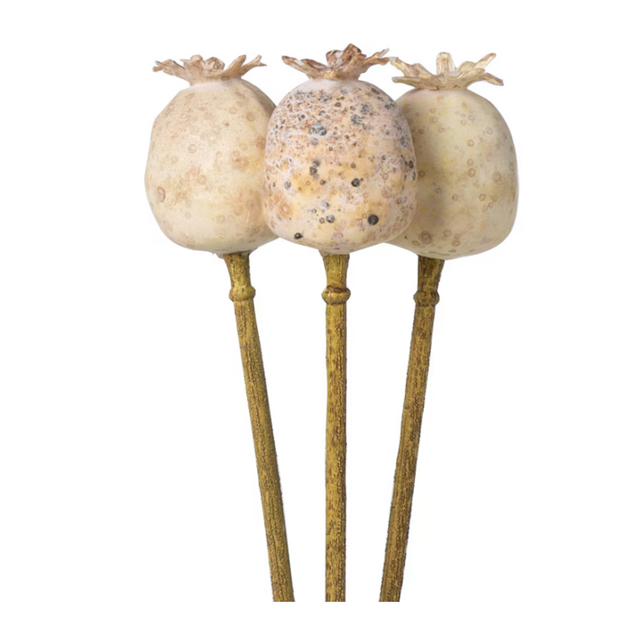 POPPY POD BUNDLE - IN STORE PICK UP ONLY